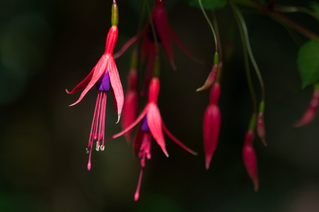IMG_1137_c.jpg -  Fuchsia  ( Fuchsie )