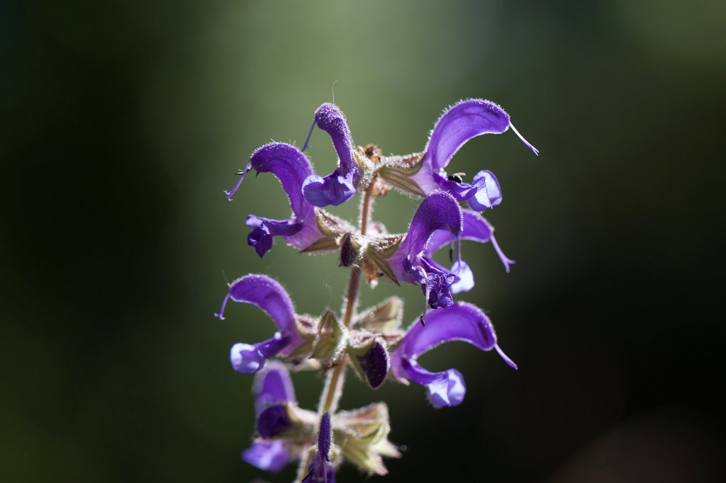 IMG_1139_c.jpg -  Salvia  ( Salbei )