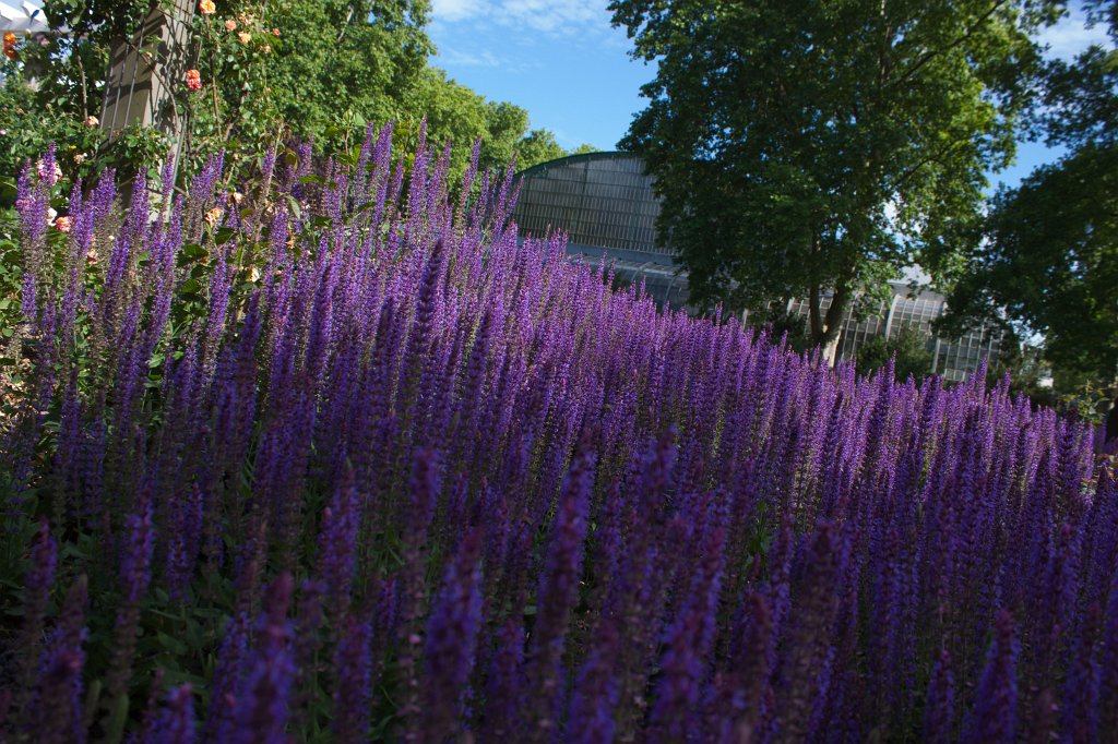 IMG_1189_c.jpg -  Salvia  ( Salbei )