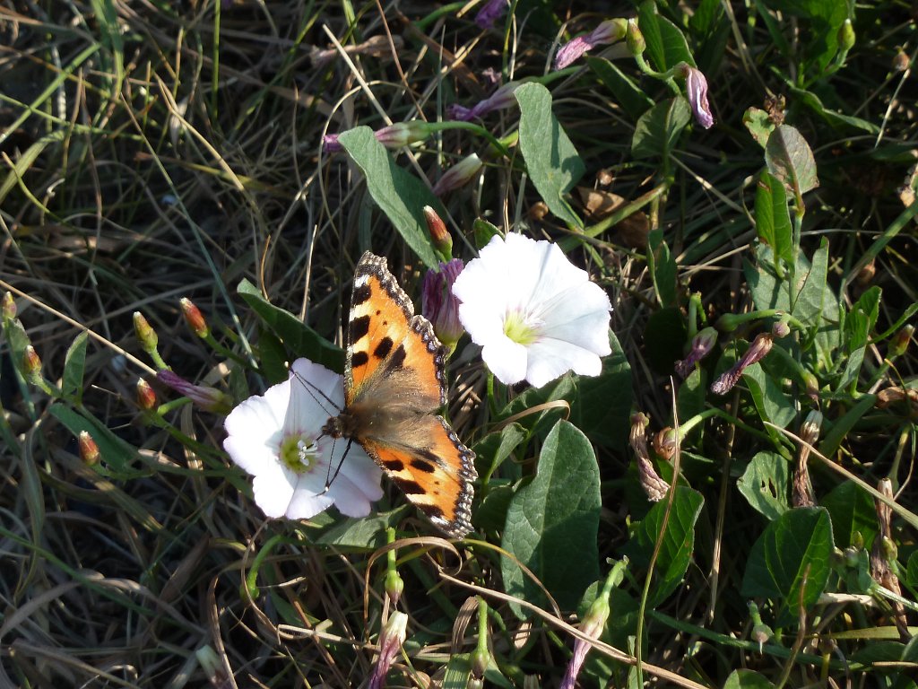 P1140215.JPG -  Small tortoiseshell  ( Kleiner Fuchs )