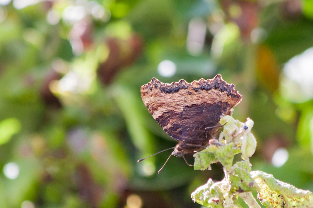 IMG_1873_c.jpg - Butterfly