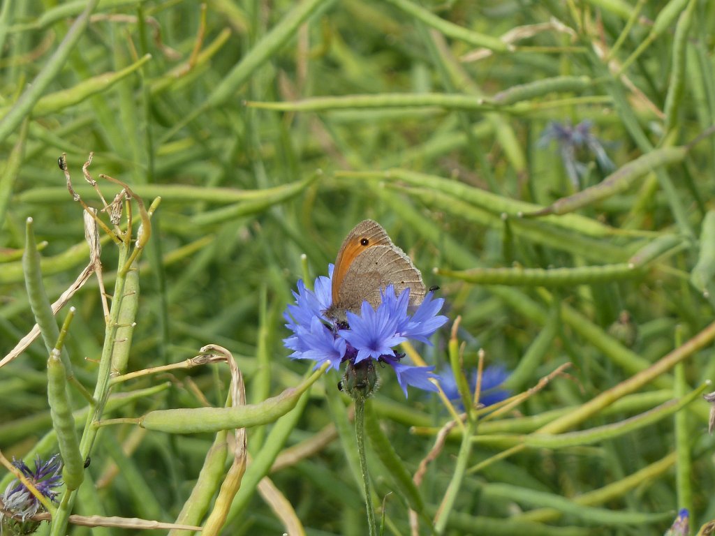 P1140345.JPG - Butterfly