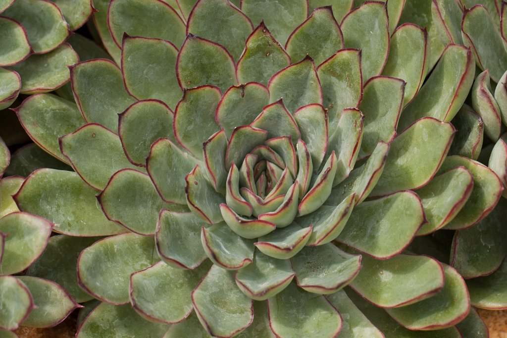 IMG_1237_c.jpg -  Echeveria pulidonis  ( Echeverie )