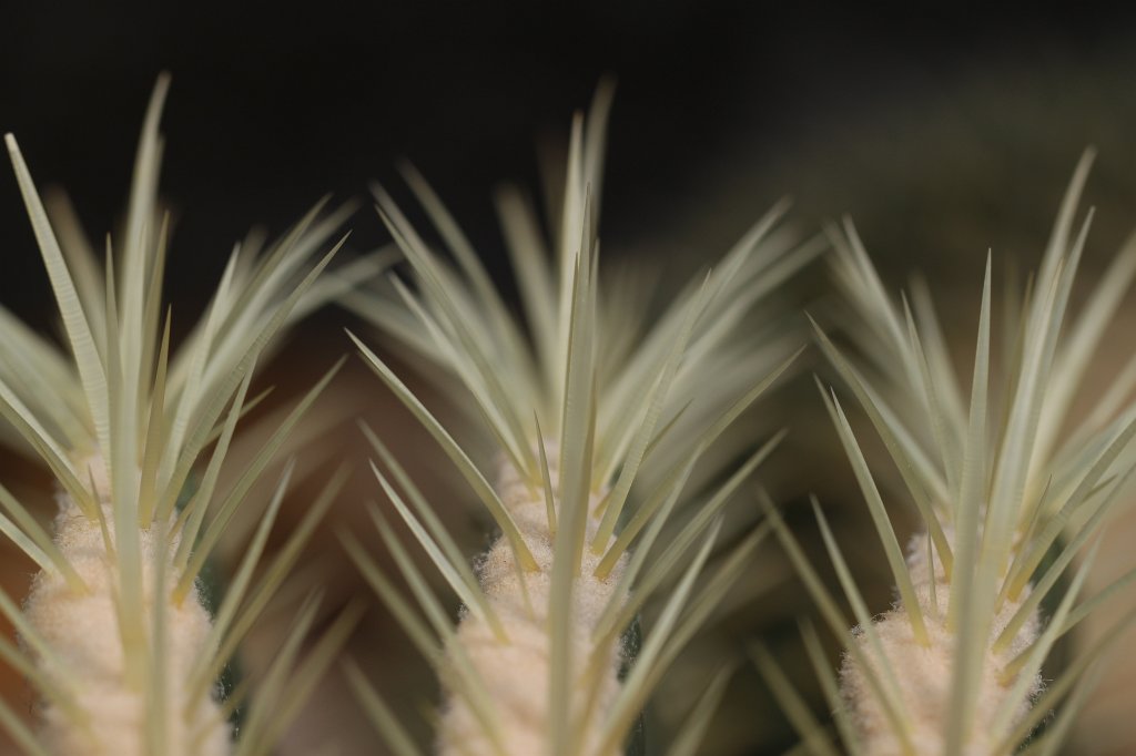 IMG_1241.JPG -  Ferocactus 