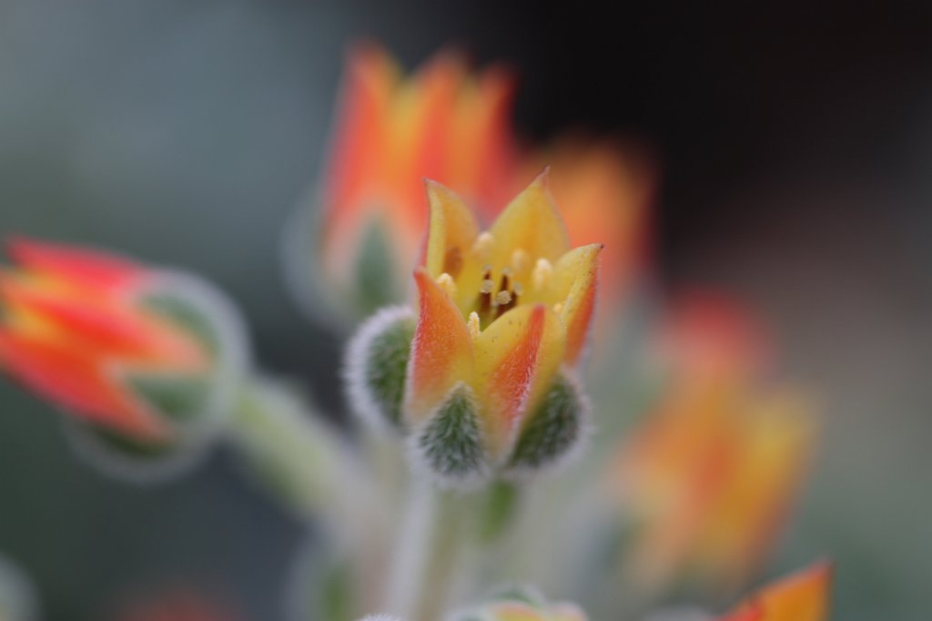 IMG_1242.JPG - Flower