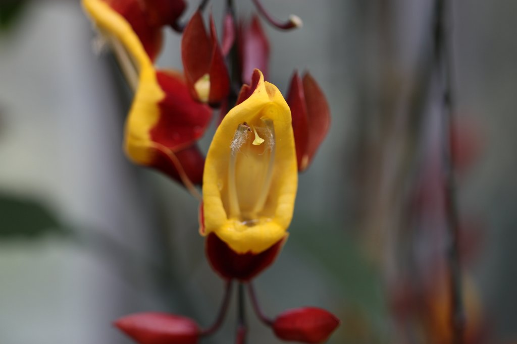 IMG_1245.JPG - Red and yellow flowers