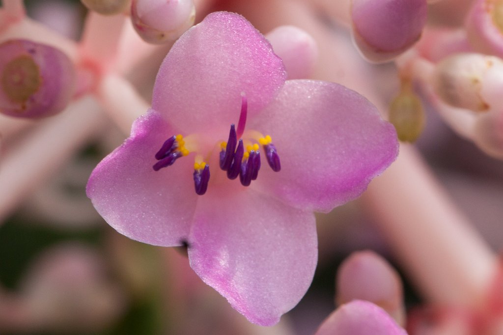 IMG_1260_c.jpg - Flower