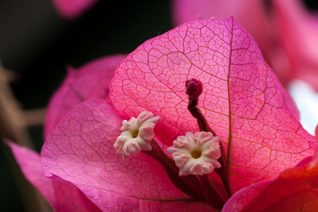 IMG_1277_c.jpg - Flower