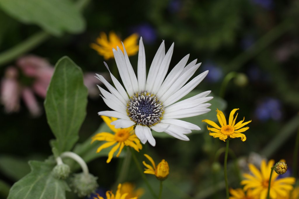 IMG_1297.JPG - Flower