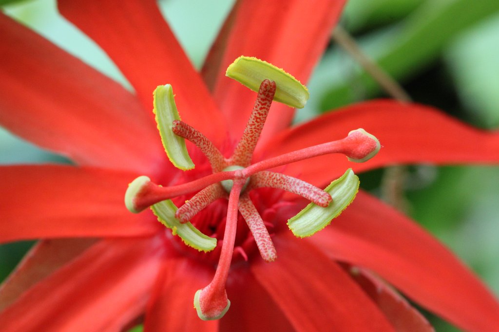IMG_1318.JPG -  Passiflora  ( Passionsblume )