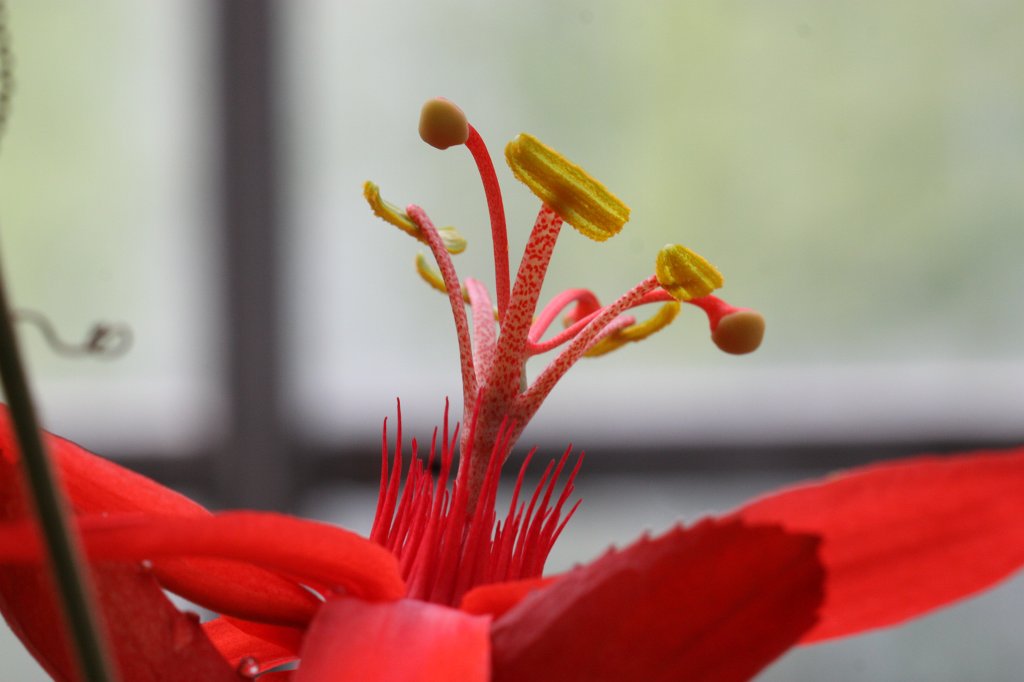 IMG_1321.JPG -  Passiflora  ( Passionsblume )