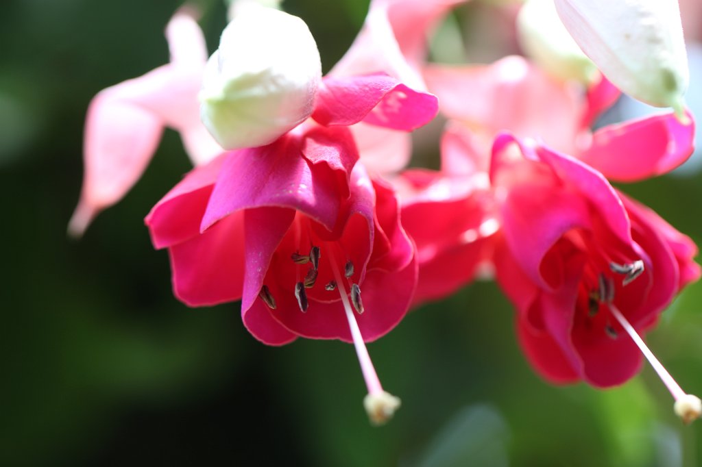 IMG_1325.JPG -  Fuchsia  ( Fuchsie )