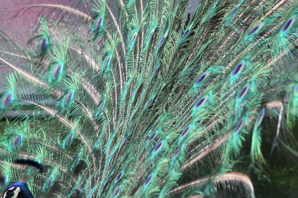 IMG_1362.JPG -  Indian peafowl  ( Blauer Pfau )