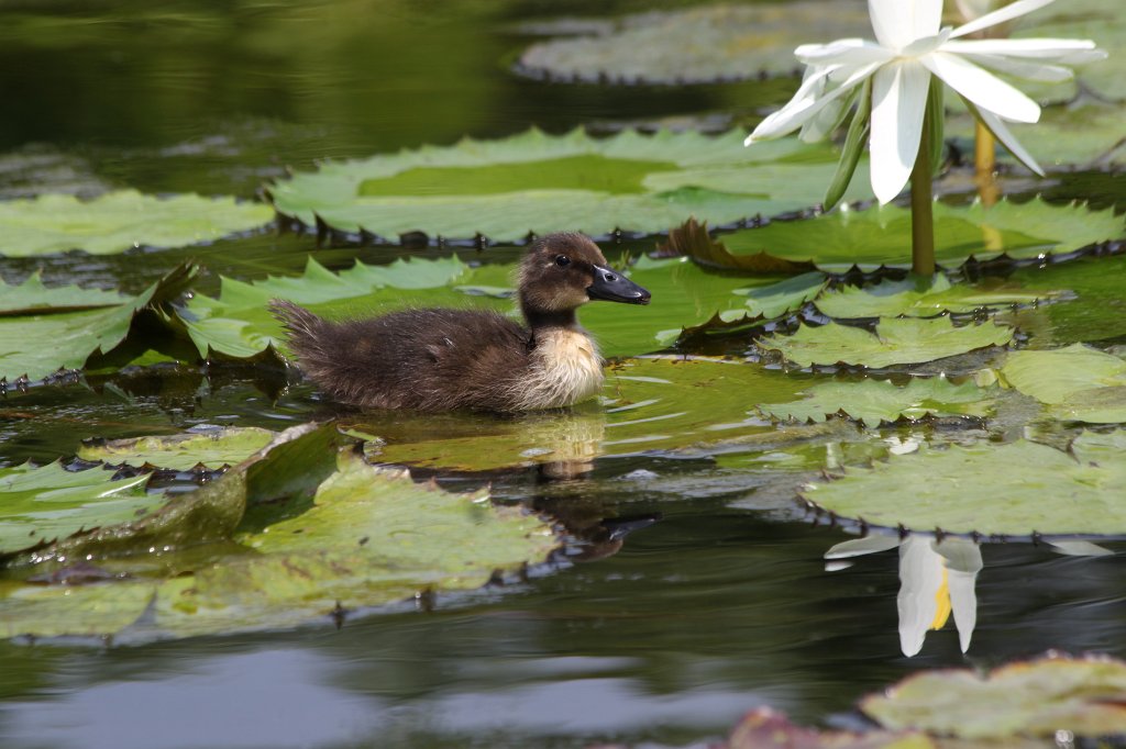 IMG_1407.JPG -  Duckling  ( Entenküken )