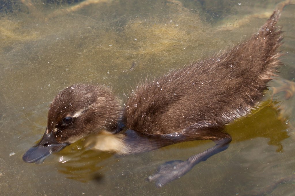 IMG_1408_c.jpg -  Duckling  ( Entenküken )