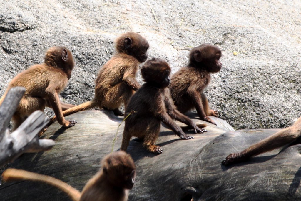 IMG_1477_c.jpg -  Gelada  ( Blutbrustpavian )