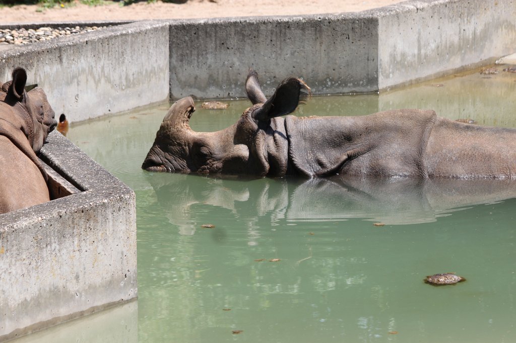 IMG_1523.JPG -  Rhinoceros  ( Nashorn )