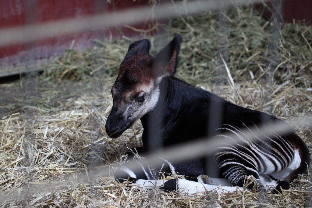IMG_1531.JPG -  Okapi  cup born 20th of June 2015. The mother is Ibina.