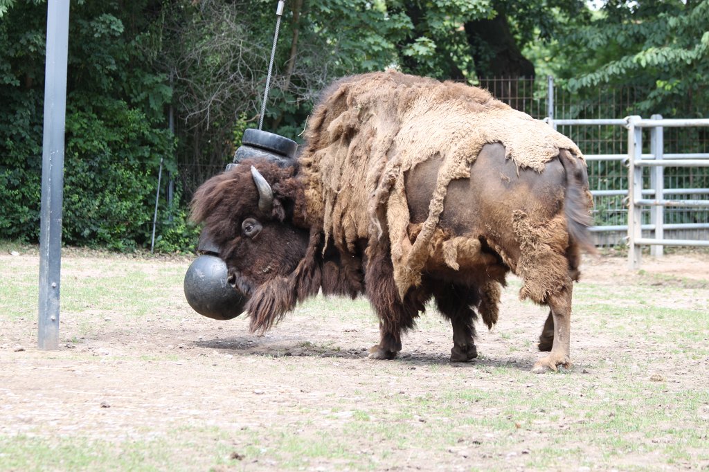 IMG_1569.JPG -  Bison 