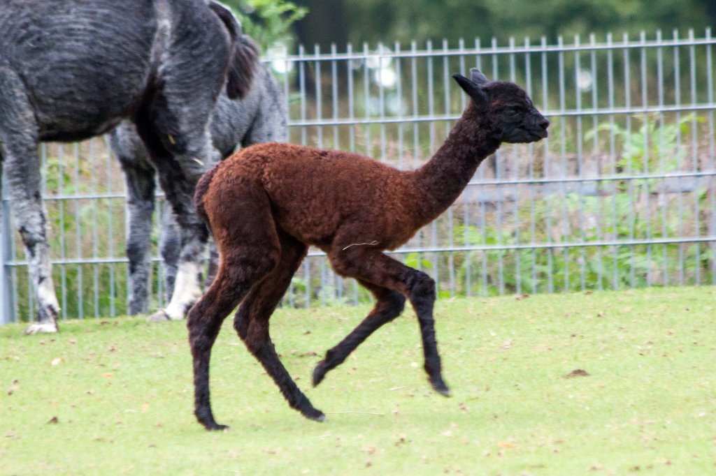 IMG_1588_c.jpg -  Alpaca  ( Alpaka )