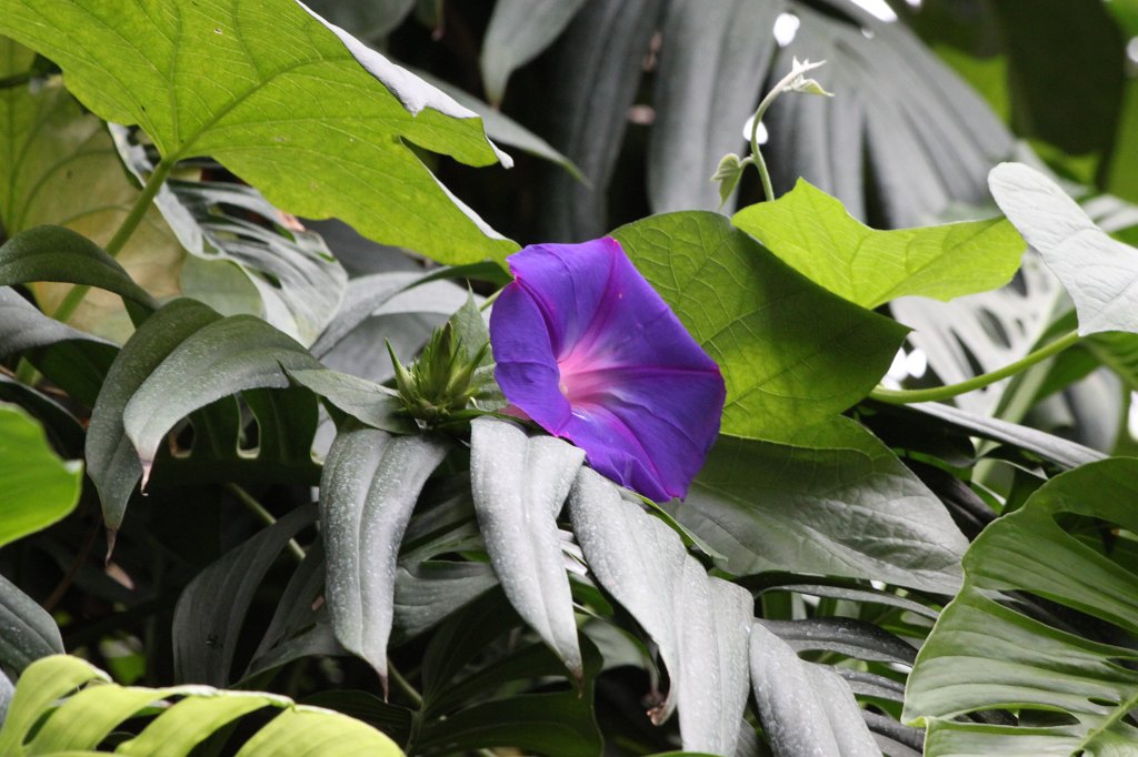 IMG_1711.JPG - Flower at  Wilhelma 