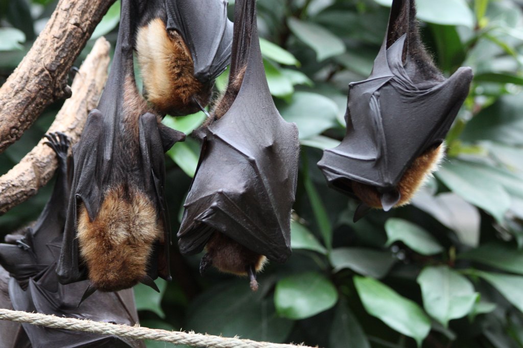 IMG_1738.JPG -  Flying fox  ( Flugfuchs )