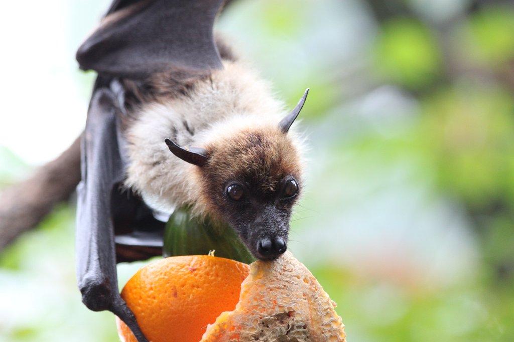 IMG_1758.JPG -  Flying fox  ( Flugfuchs )