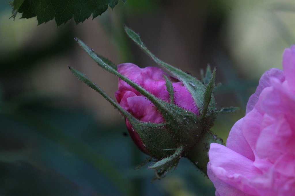 IMG_1929.JPG - Rose bud