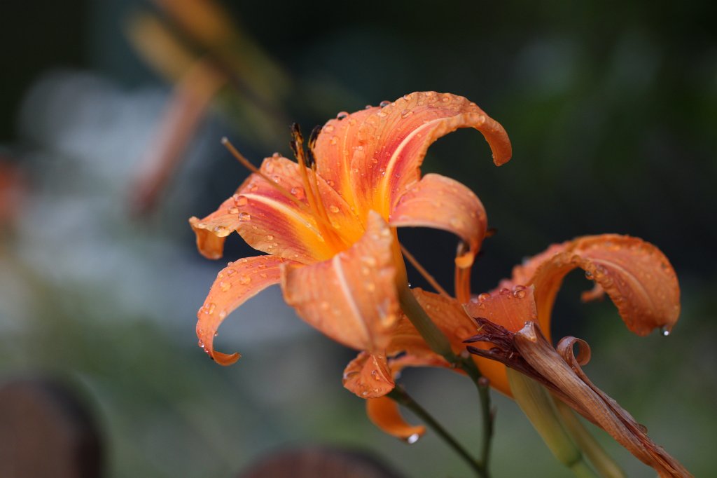 IMG_2054.JPG -  Daylily  ( Taglilie )