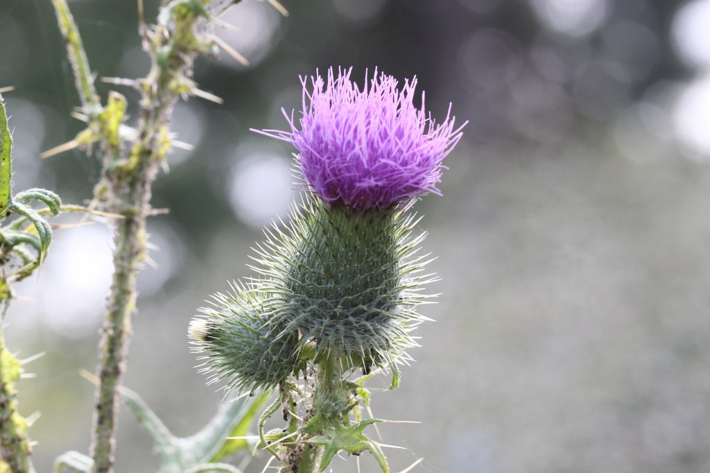 IMG_2084.JPG -  Thistle  ( Distel )