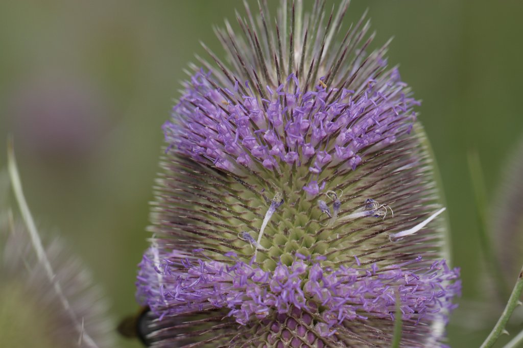 IMG_2258.JPG -  Wild teasel  ( Wilde Karde )