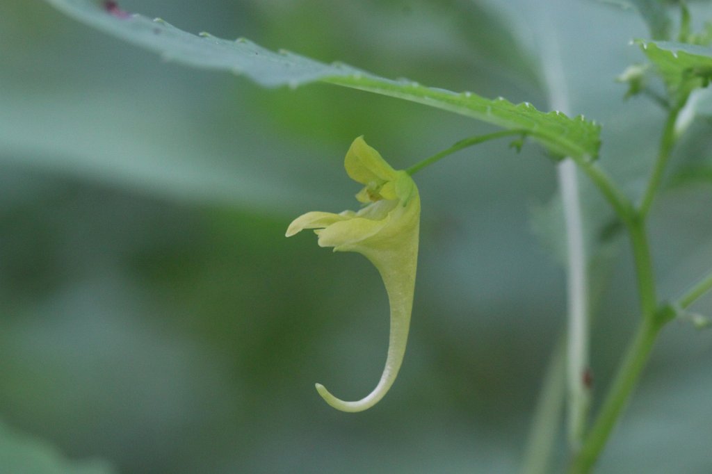 IMG_2282.JPG -  Impatiens  ( Springkraut )
