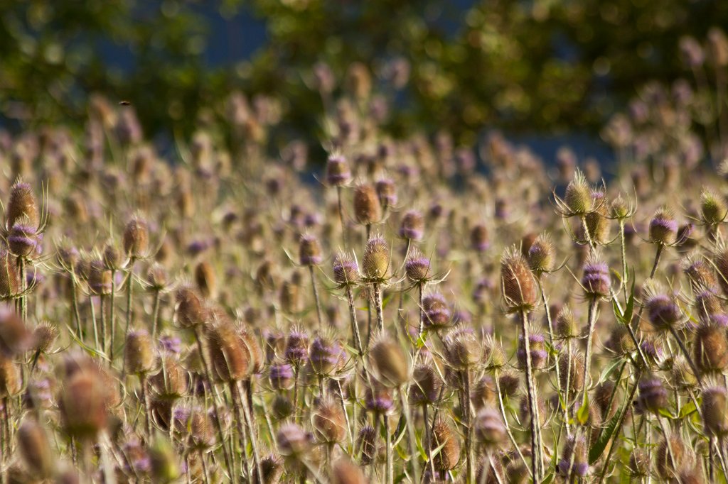 IMG_2294_c.jpg -  Wild teasels  ( Wilde Karden )