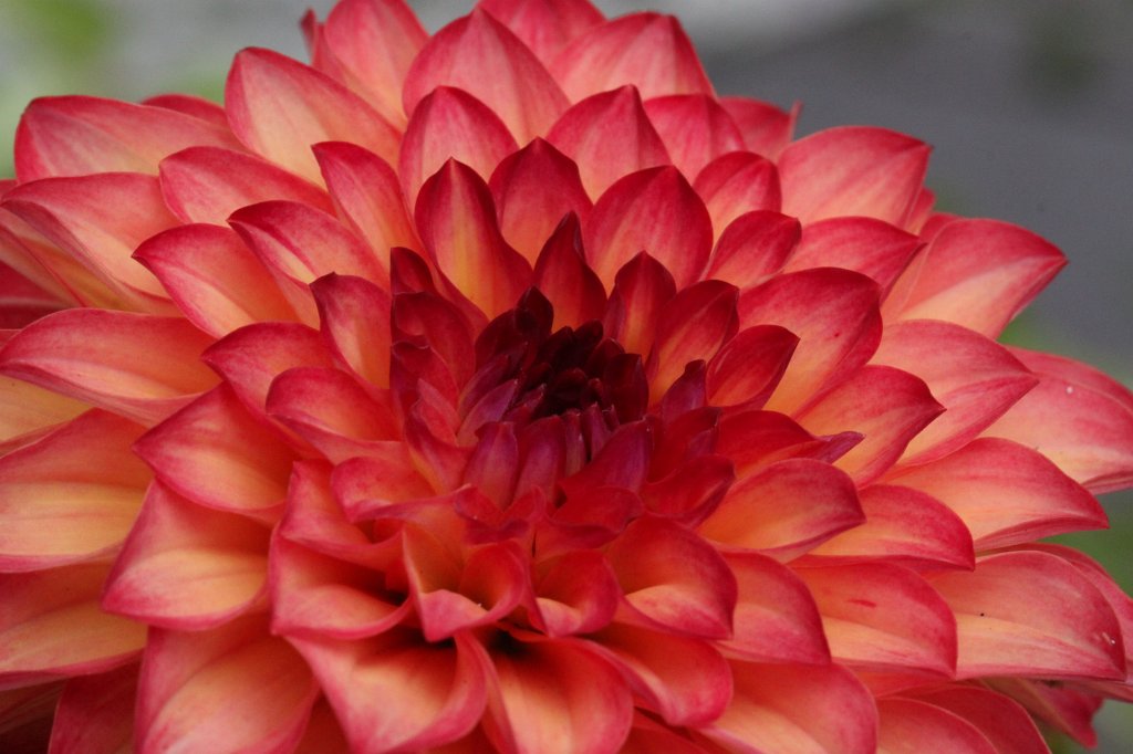 IMG_2328.JPG -  Dahlia  ( Dahlie )