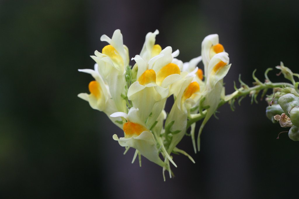 IMG_2346.JPG -  Yellow toadflax  ( Leinkraut )