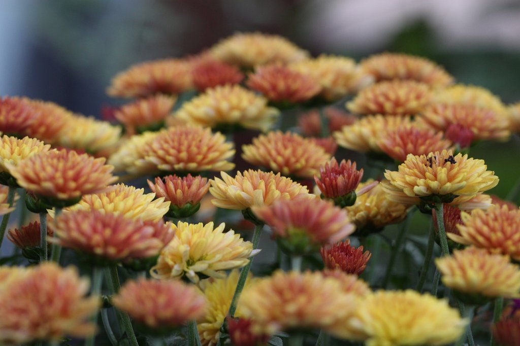 IMG_2347.JPG -  Dahlias  ( Dahlien )