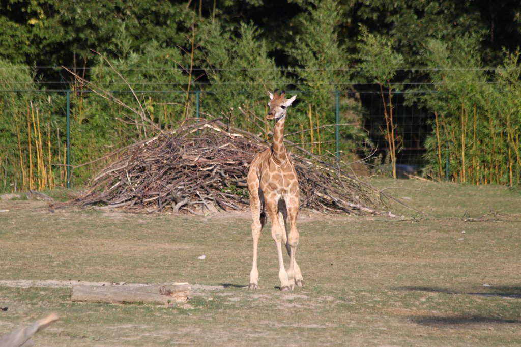 IMG_2610.JPG -  Giraffe 