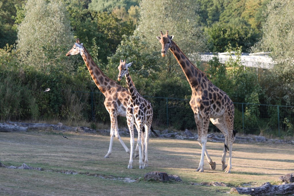 IMG_2633.JPG -  Giraffe 