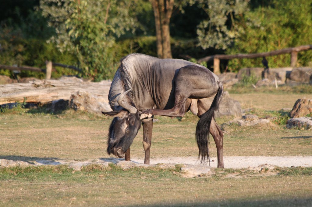 IMG_2648.JPG -  Wildebeest  ( Gnu )