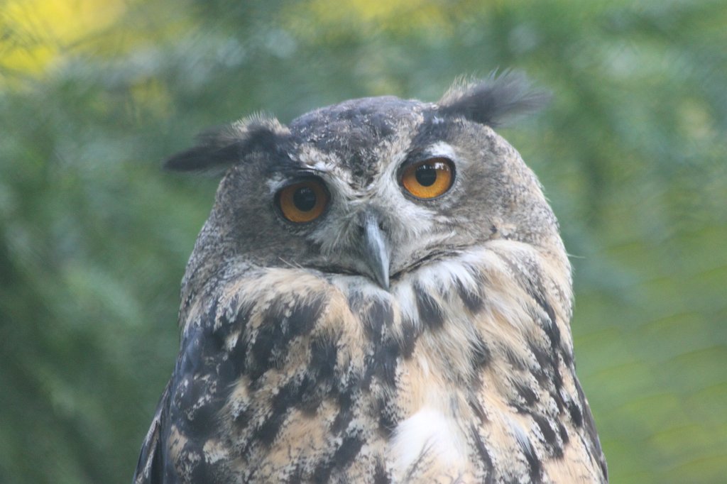 IMG_2676.JPG -  Eagle-owl  ( Uhu )