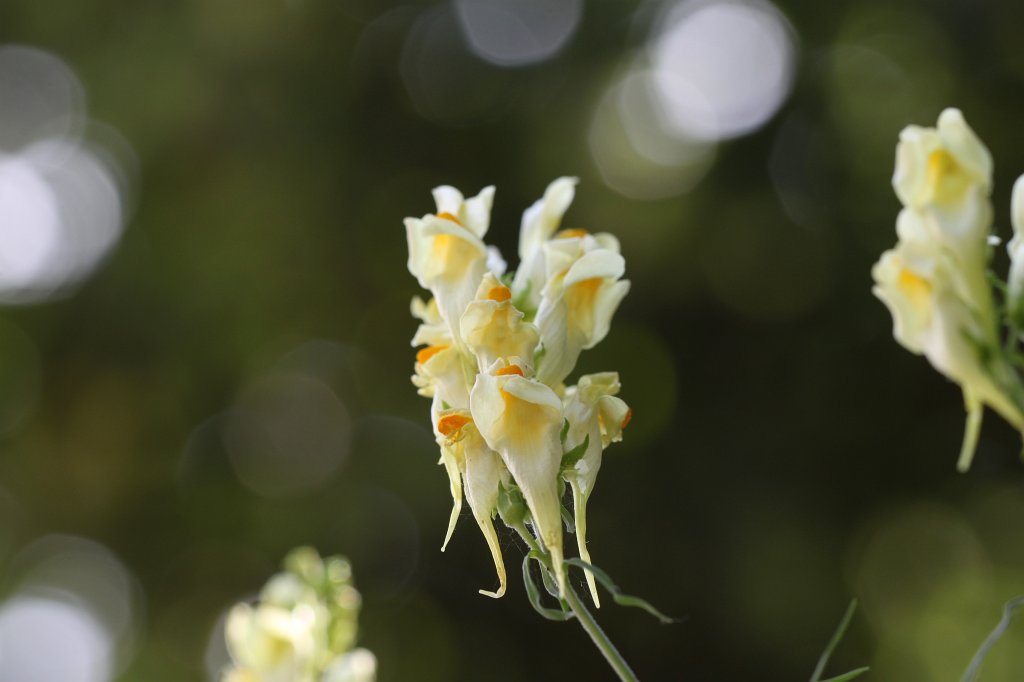 IMG_2798.JPG -  Yellow toadflax  ( Leinkraut )