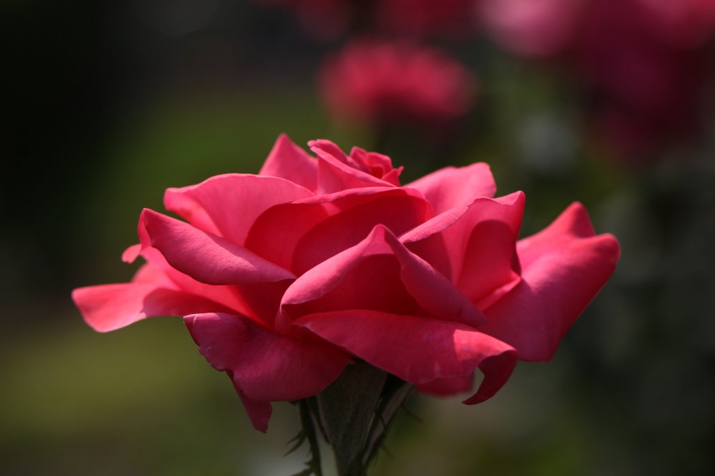 IMG_2830.JPG - Rose