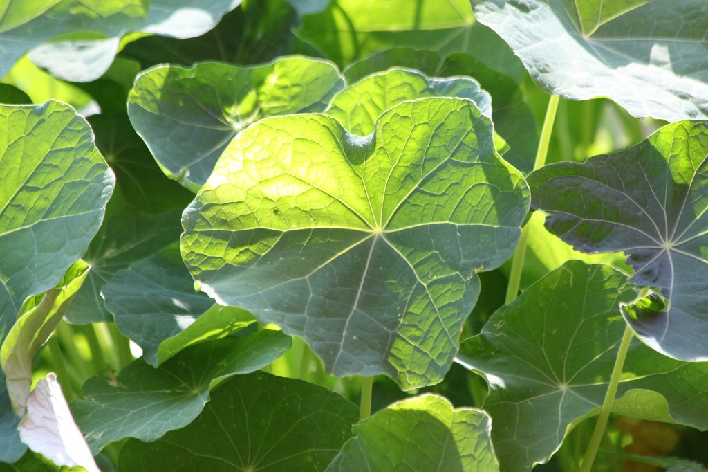 IMG_2857.JPG - Blatt