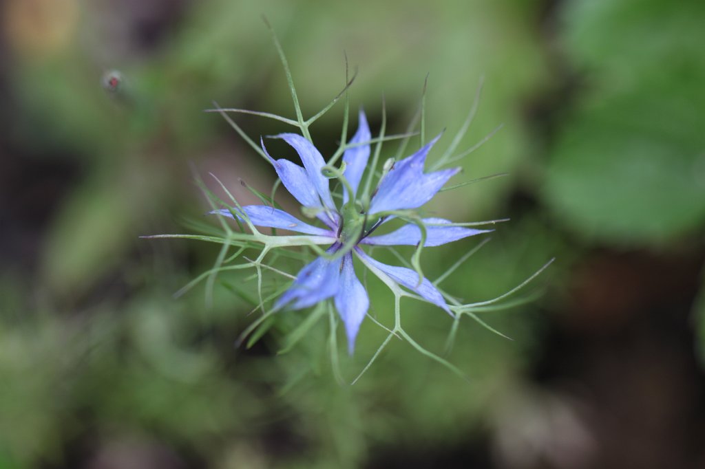 IMG_2876.JPG -  Black-cumin  ( Schwarzkümmel )