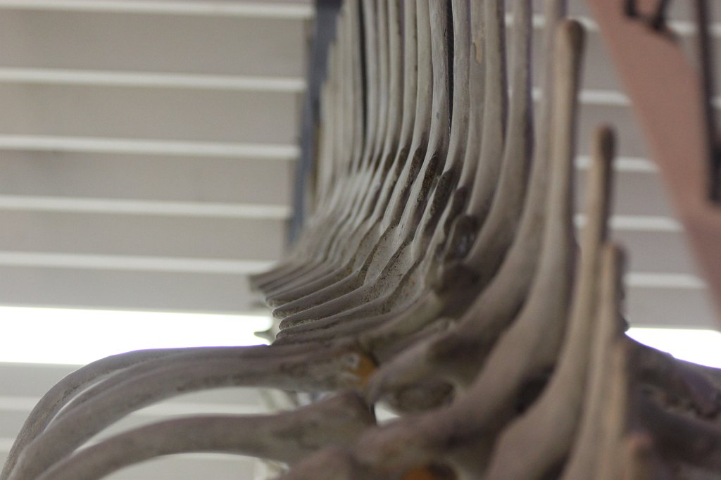 IMG_3057.JPG - Whale skeleton in the  Naturmuseum Senckenberg 