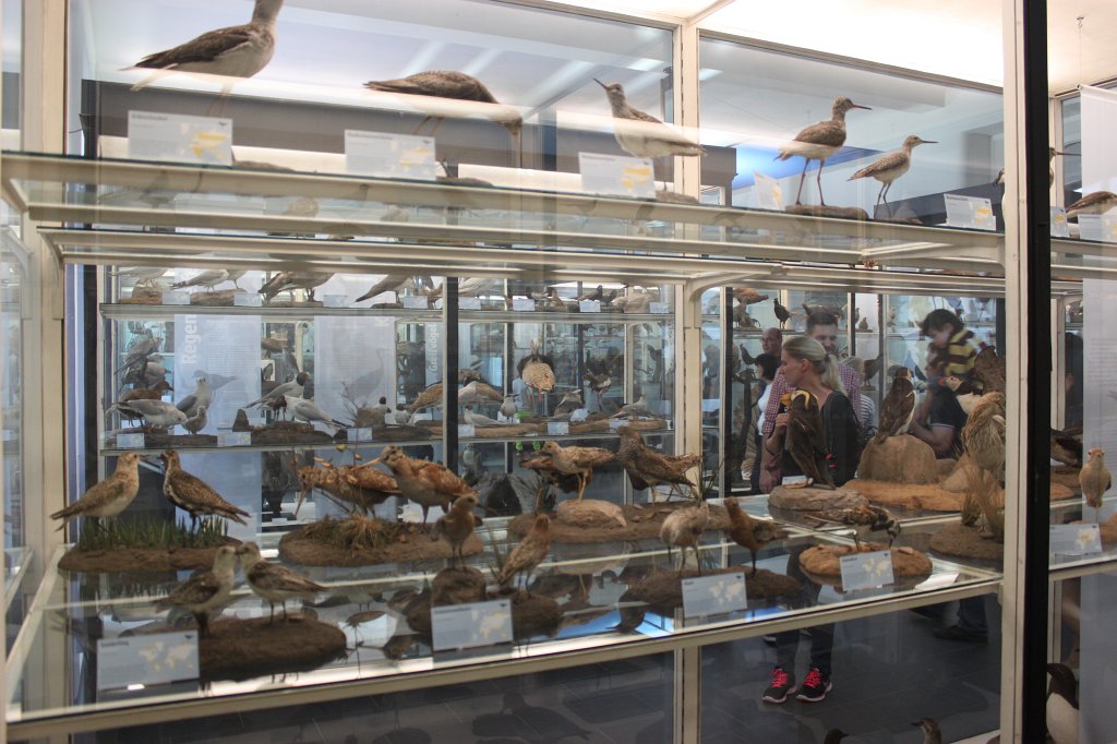 IMG_3078.JPG - Birds in the  Naturmuseum Senckenberg 