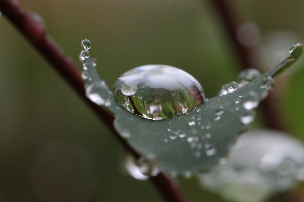 IMG_3823.JPG - Droplets
