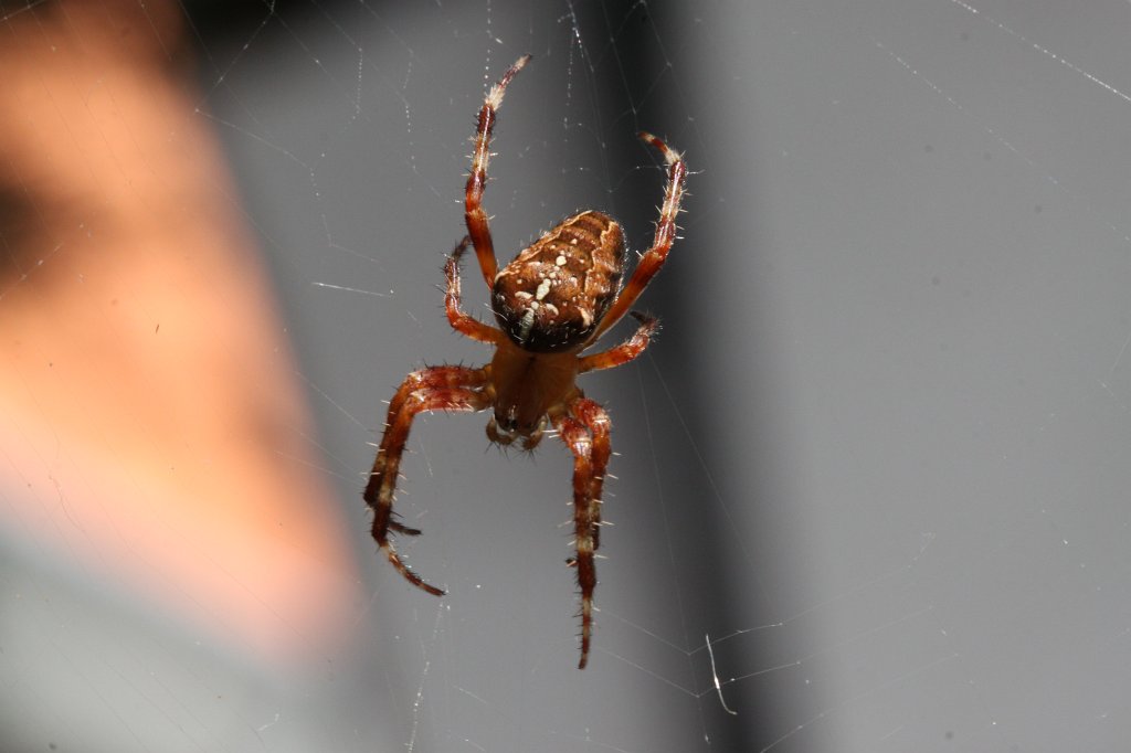 IMG_4458.JPG - Spider