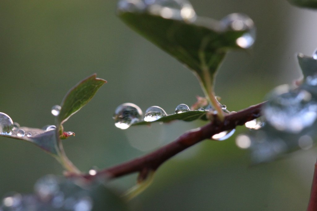 IMG_4502.JPG - Droplets