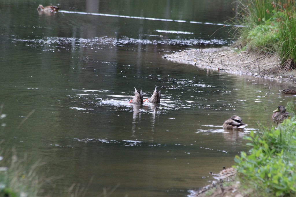 IMG_2959.JPG - Ducks